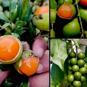 Meet your posher, King! Twitter: @TheKingBeastBoi Mercari: @Kingbeastboi